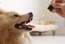 How to Give Dog Cbd