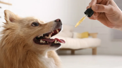 How to Give Dog Cbd