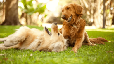 How Long Do Cbd Dog Treats Last