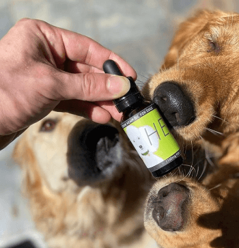 Where to Buy Cbd Oil for Dogs