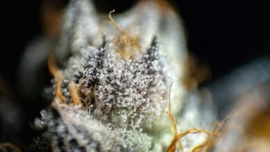 cannabidiol derived from hemp