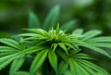 cbd differs from marijuana