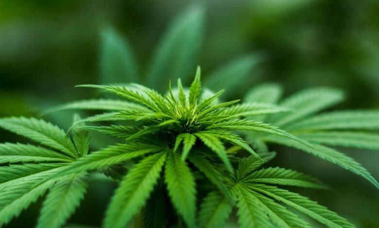 cbd differs from marijuana