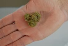 cbd may reduce inflammation