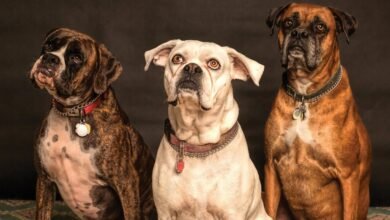 cbd may soothe dogs