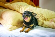 cbd onset time for dogs