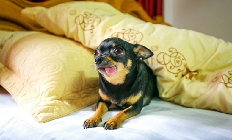 cbd onset time for dogs