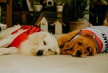 cbd onset time for dogs