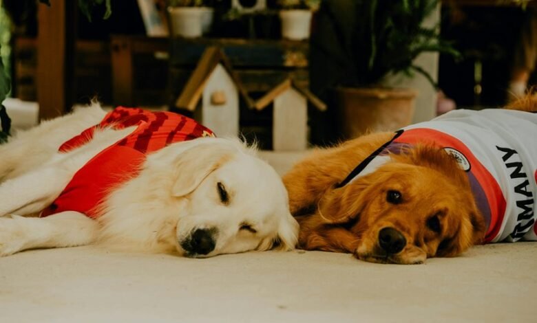 cbd onset time for dogs