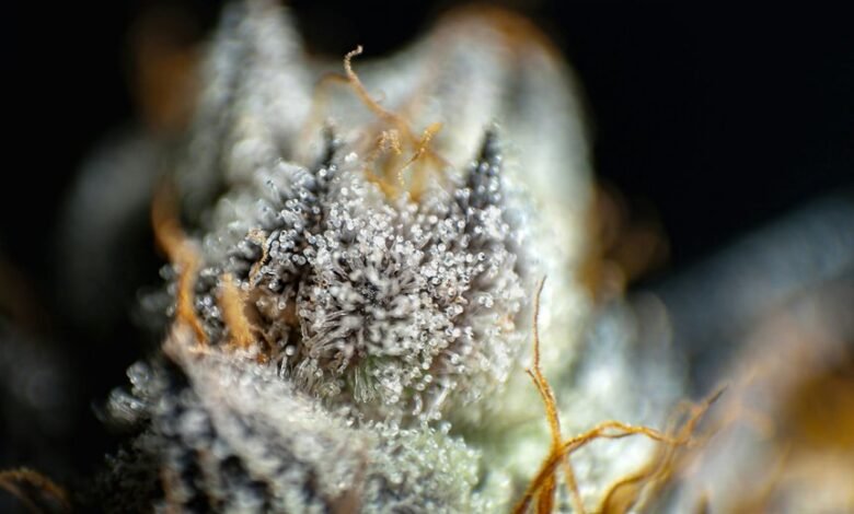 cbd present in marijuana