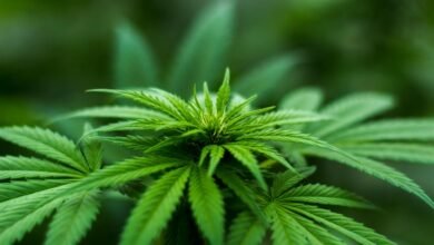 cbd thc elimination timeline
