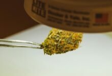 cultivating cannabis for cbd