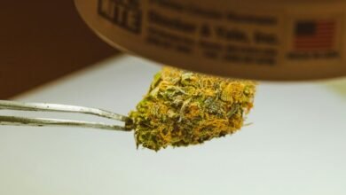 cultivating cannabis for cbd