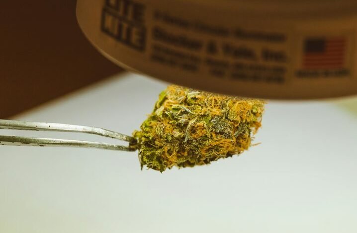 cultivating cannabis for cbd