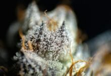 delta 9 cbd explanation