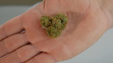 thc and cbd differences