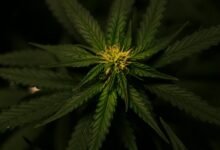 weed versus cbd characteristics