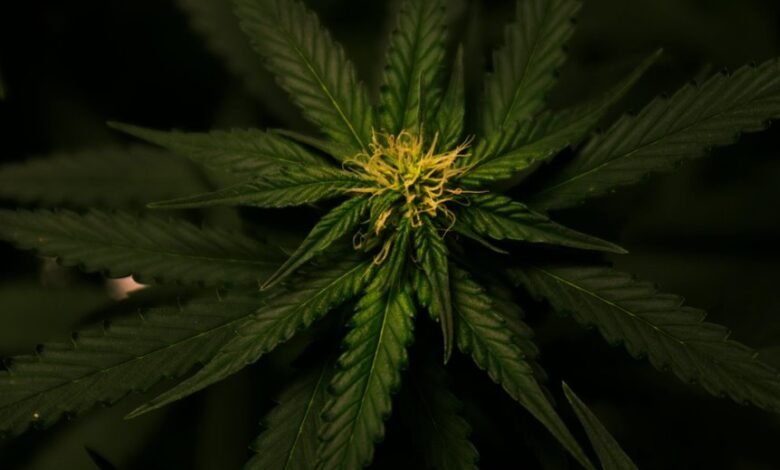 weed versus cbd characteristics