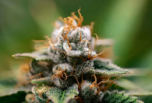 Top Cannabis Strains for Sleep and Insomnia