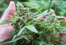 Easy Ways to Get Cannabis