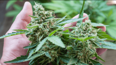 Easy Ways to Get Cannabis