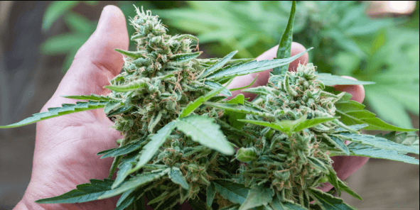 Easy Ways to Get Cannabis