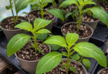 Salvia Divinorum Product Forms Explained: Leaves, Powder, Tinctures and Extracts