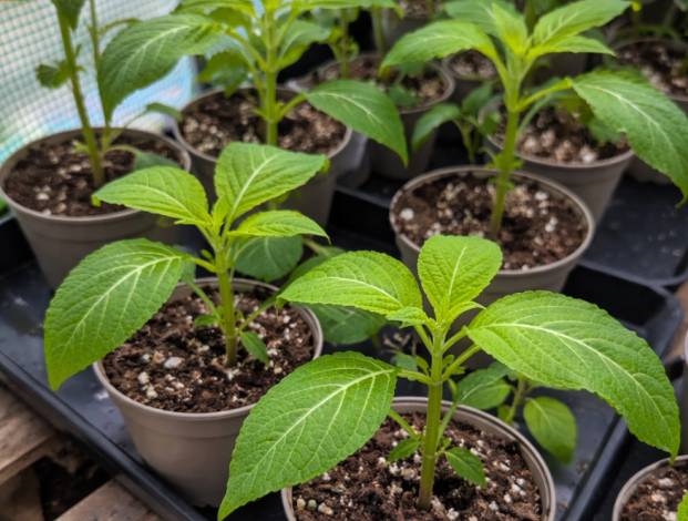 Salvia Divinorum Product Forms Explained: Leaves, Powder, Tinctures and Extracts